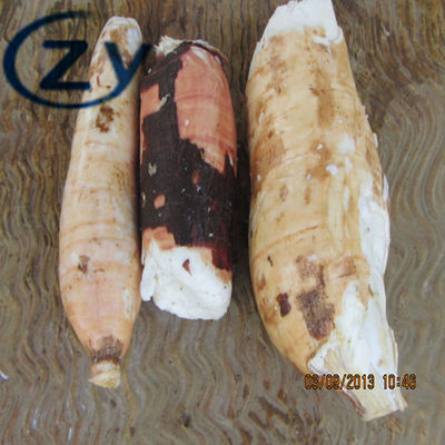 Peladura de la mandioca del acero inoxidable 304 y fabricación de la tapioca de la lavadora